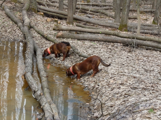 Aj psy majú svoj pitný režim