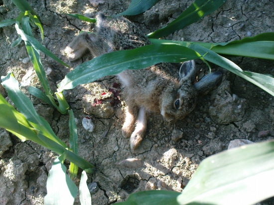 Kam sa stráca malá zver?!