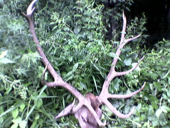 jelen