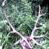 jelen
