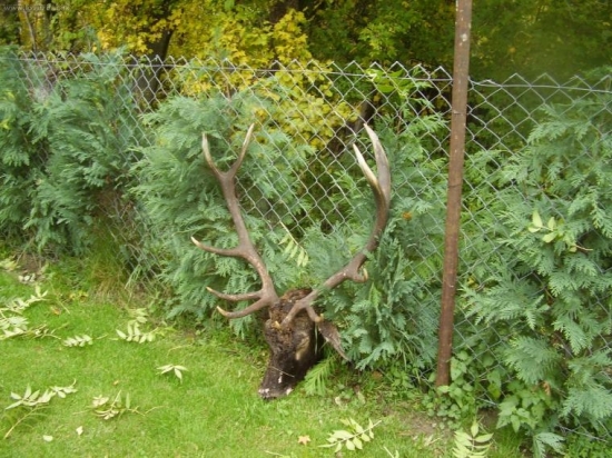 dakujem priatelovi