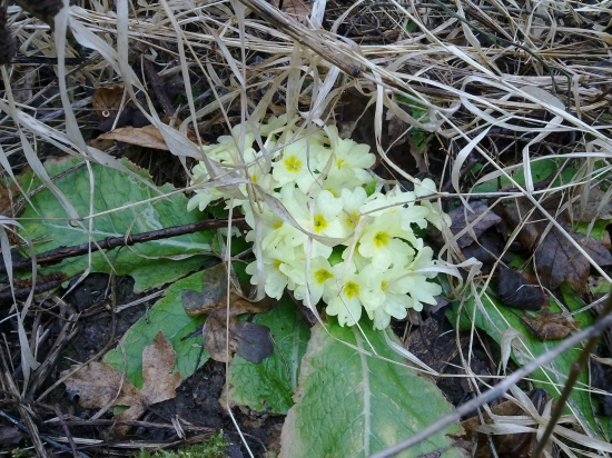 Primula