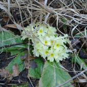 Primula