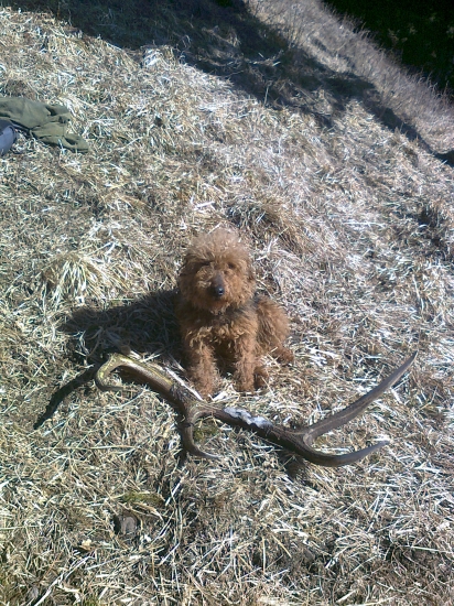 krasne našiel Azorko