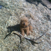 krasne našiel Azorko