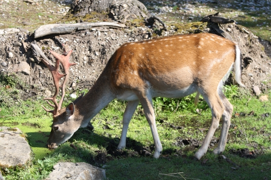 aha vareškár