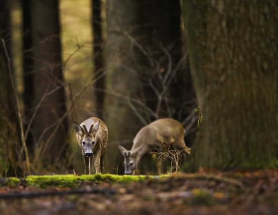 srnec lesný /Capreolus capreolus/