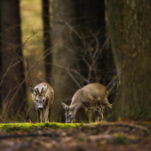 srnec lesný /Capreolus capreolus/