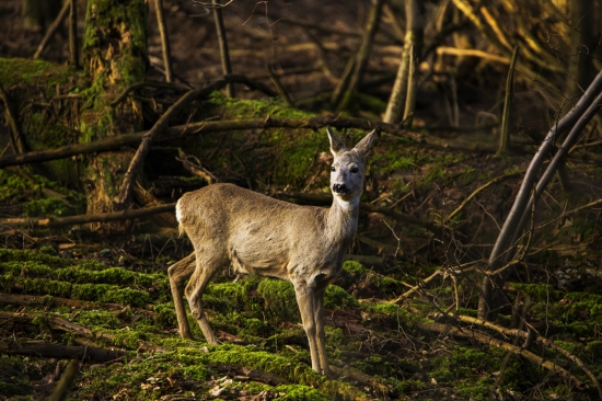 srna lesná /Capreolus capreolus/