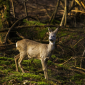 srna lesná /Capreolus capreolus/