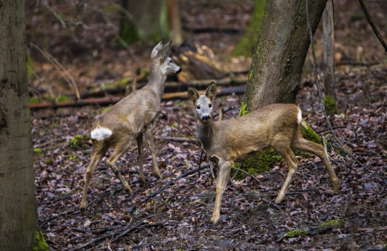 /Capreolus capreolus/