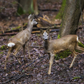 /Capreolus capreolus/