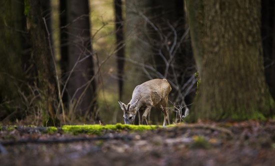 srnec lesný /Capreolus capreolus/