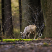 srnec lesný /Capreolus capreolus/