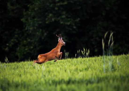 srnec lesný /Capreolus capreolus/