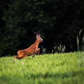 srnec lesný /Capreolus capreolus/