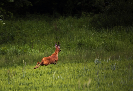 /Capreolus capreolus/