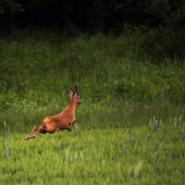/Capreolus capreolus/