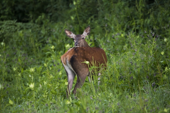 Cervus elaphus