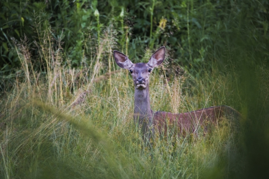 Cervus elaphus