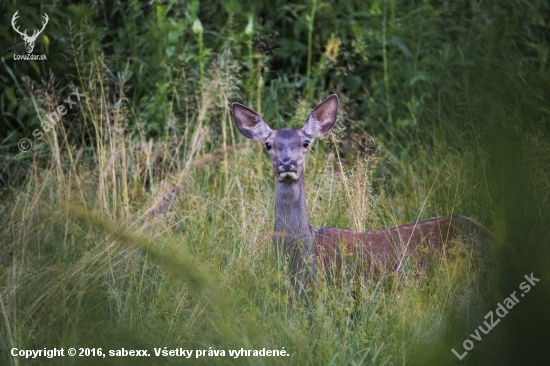Cervus elaphus