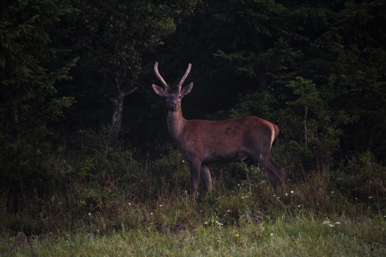 Cervus elaphus