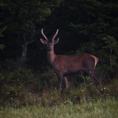 Cervus elaphus