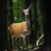 Cervus elaphus