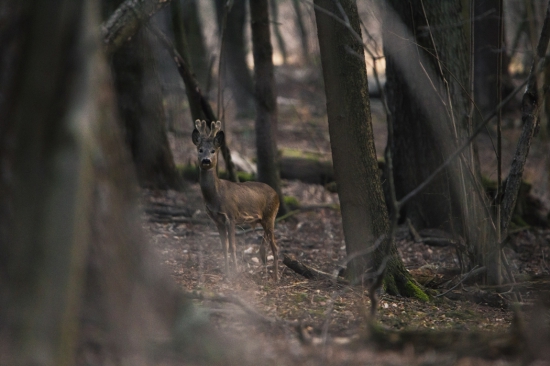 Capreolus capreolus