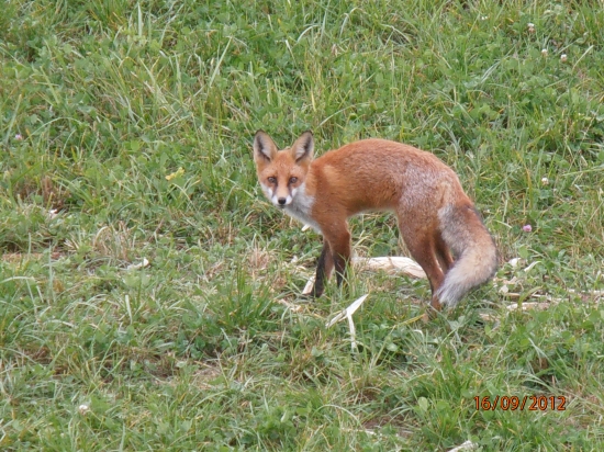 líška
