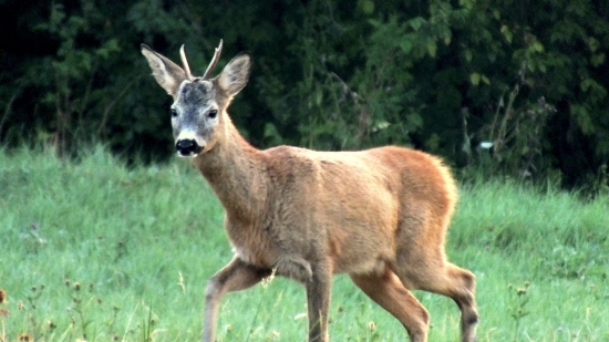 napískaný