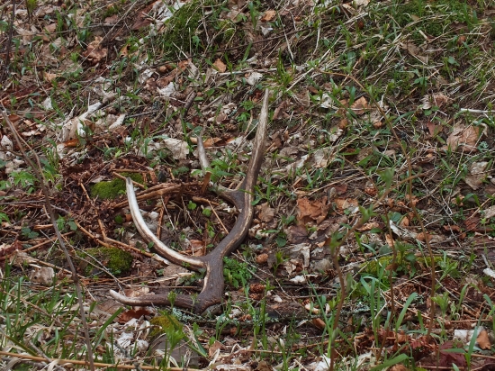 dlhá stredná vetva