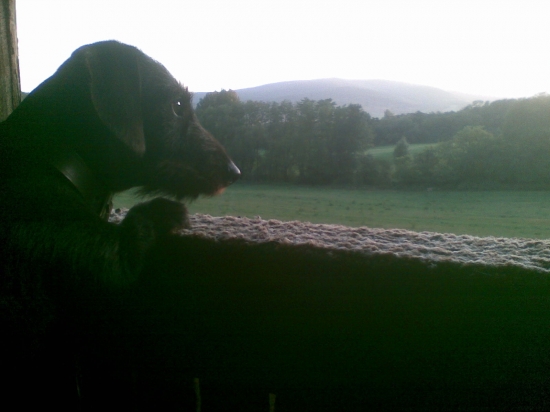 v ten vecer sme spolu strelili raritneho srnca