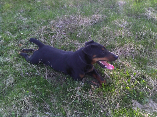 Tie diviaciky ma unavili