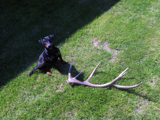 Aha gazda co som nasla...