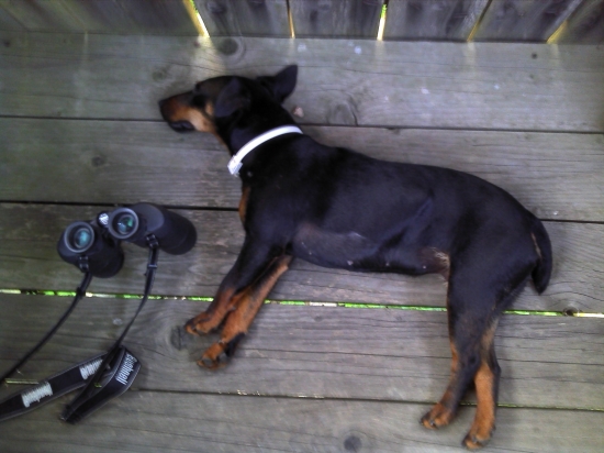 Takto ja davam pozor