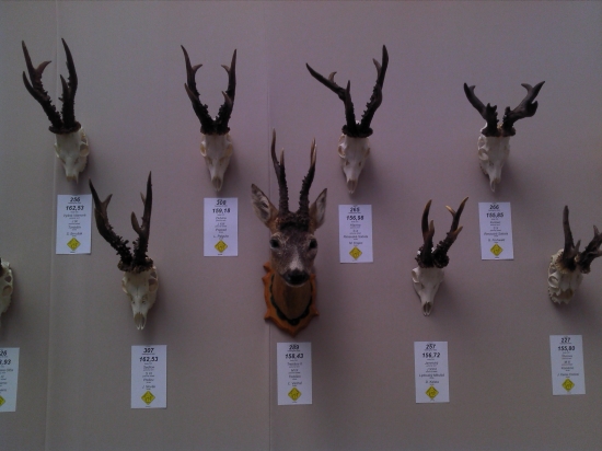 Zlate trofeje srncej zveri Incheba Polovníctvo a príroda 2011