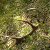 Lanský 12torák, čakal pod lístím :)