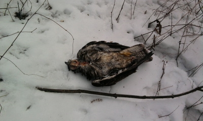 Najdeny pri krmelci...