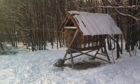 Sobotňajšie prikrmovanie