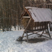 Sobotňajšie prikrmovanie