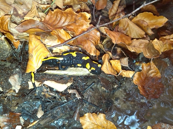 Salamandra