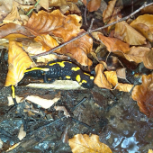 Salamandra