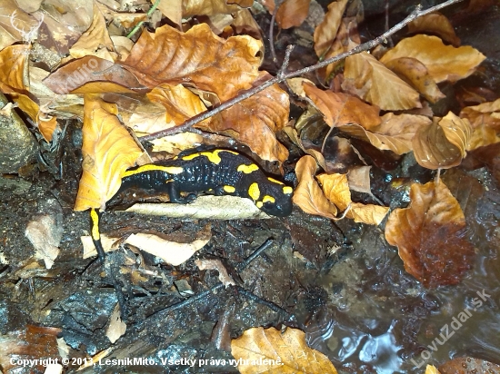 Salamandra