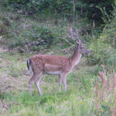 Daňek