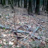 asi mu ich dnes odfuklo v tej víchrici