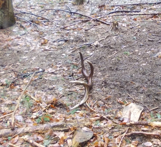 keď pršalo mrholilo zhodiatko sa narodilo