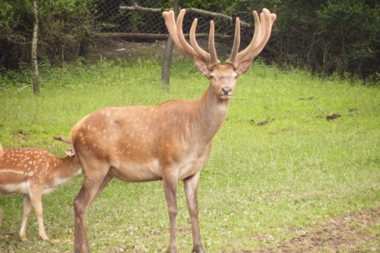 Jeleň