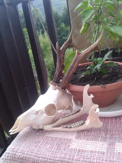 K id 213640 po vyvareni