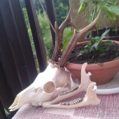 K id 213640 po vyvareni